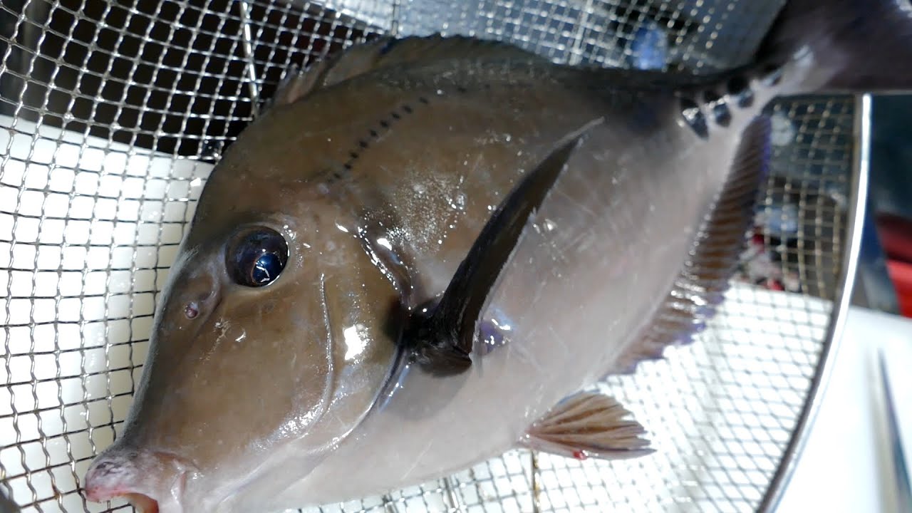 쥐돔 회뜨기 / Prionurus scalprum (Jui-dom) / Scalpel sawtail / ニザダイ / 多板盾尾鱼 / Korean Street Food