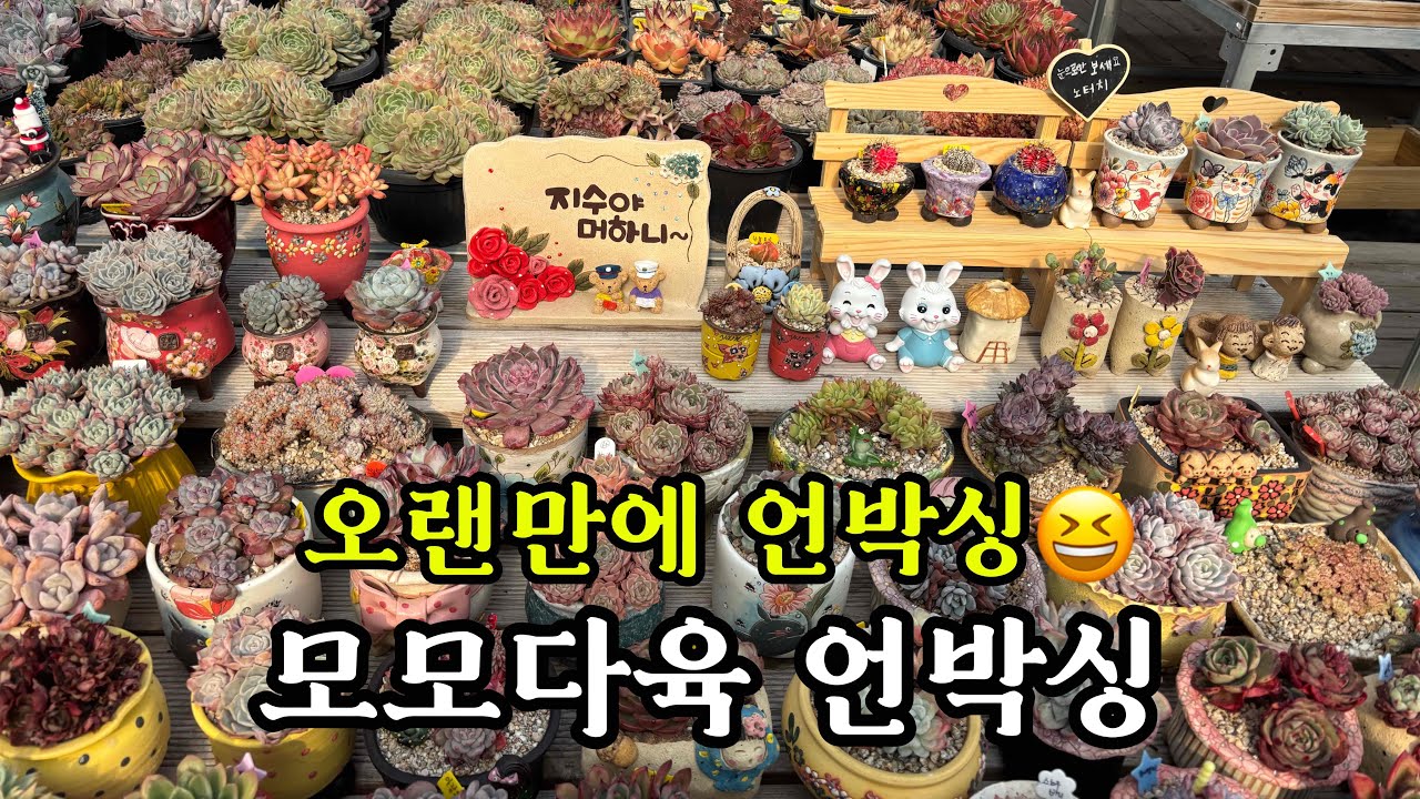 오랜만에 모모다육 언박싱해요~ 화분자리빼기시간에 득템했어요! #다육이 #다육화분 #초보다육 #지수야머하니 #succulent 