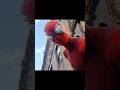 Spider-man Transition Edit | Spiderman Edit | Song MONTAGEM UNAMED | #edit #shorts