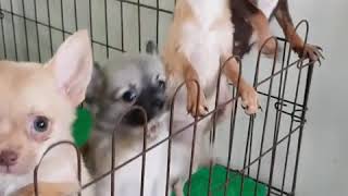 ชิวาวาขนสั้นขนยาวราคาถูกๆ
