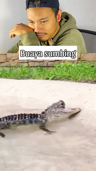 Buaya sumbing coy ekekekek #reaction #buaya #ngakak