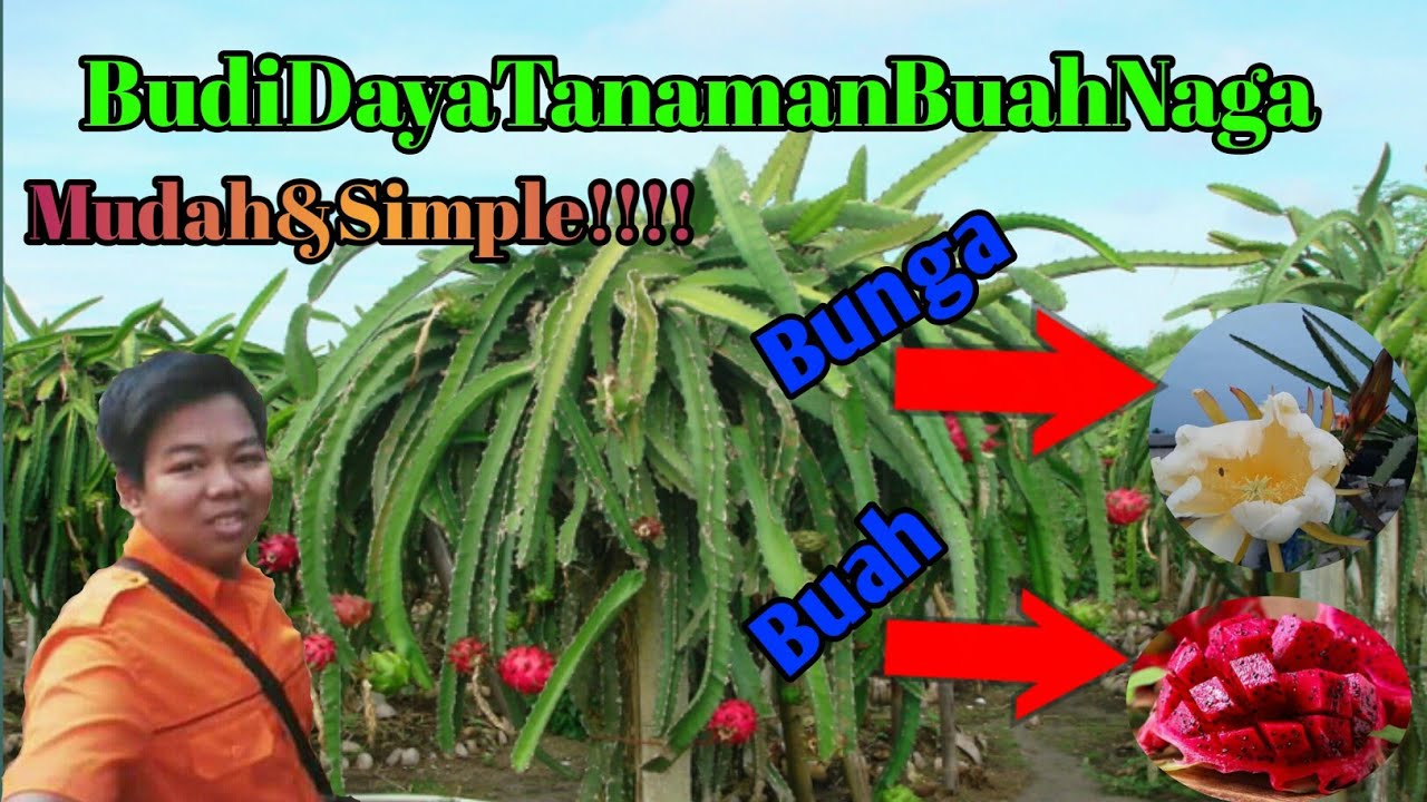  Budidaya  Tanaman Buah  Naga  Dragon Fruit Cultivation 