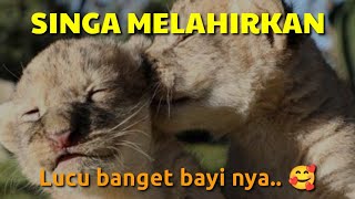 SINGA MELAHIRKAN ANAK LUCU