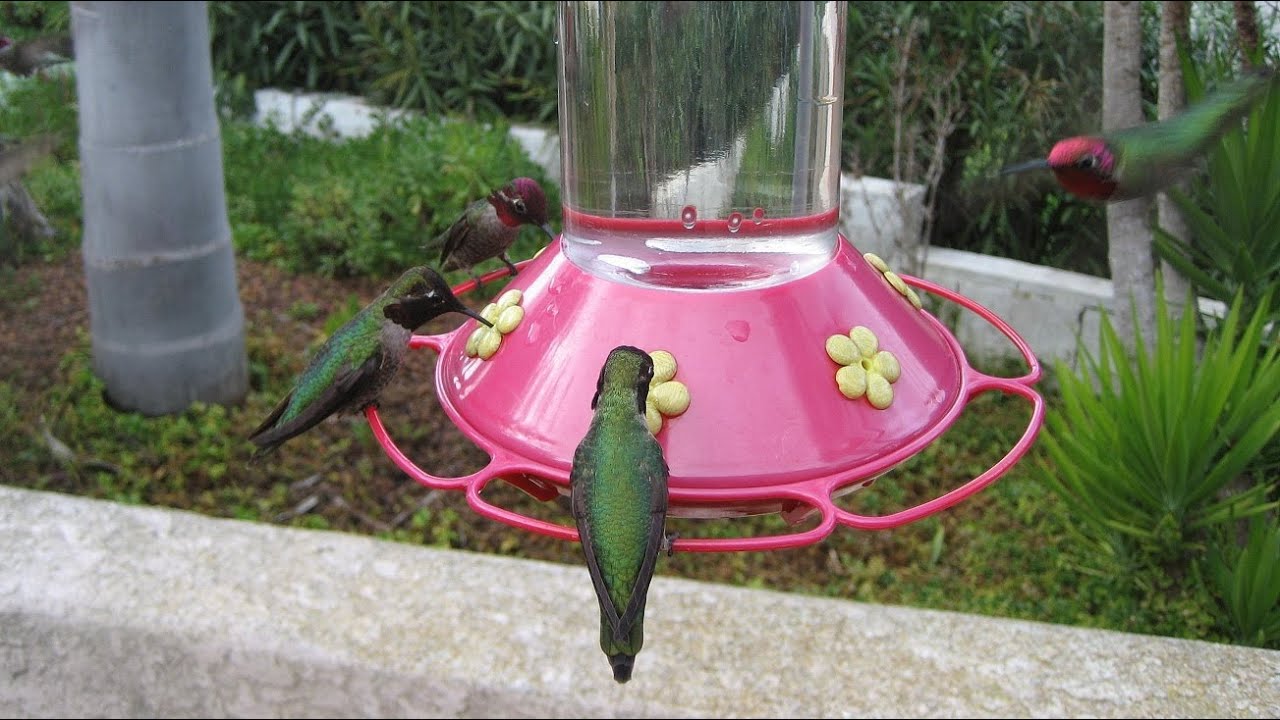 2 hours long! Hummingbirds at 3 Bird Feeders! (in HD) YouTube