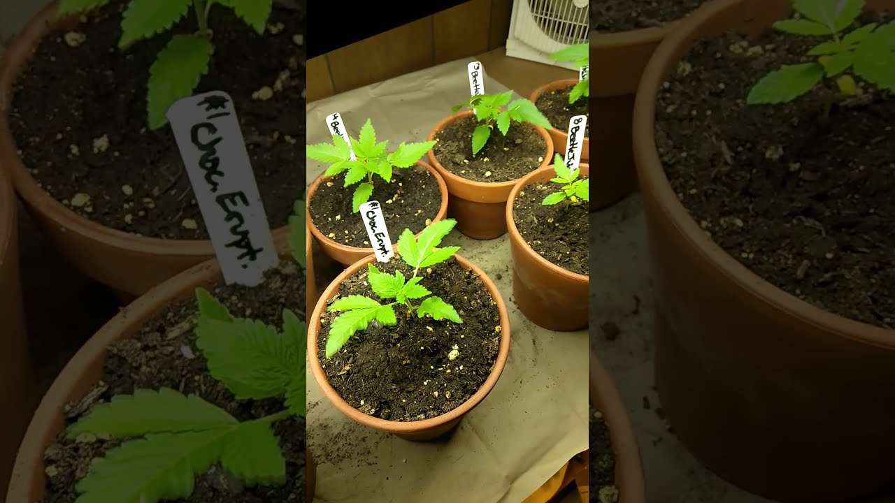 Cannabis Seeds from the Rocky Mountains LostRiverSeeds