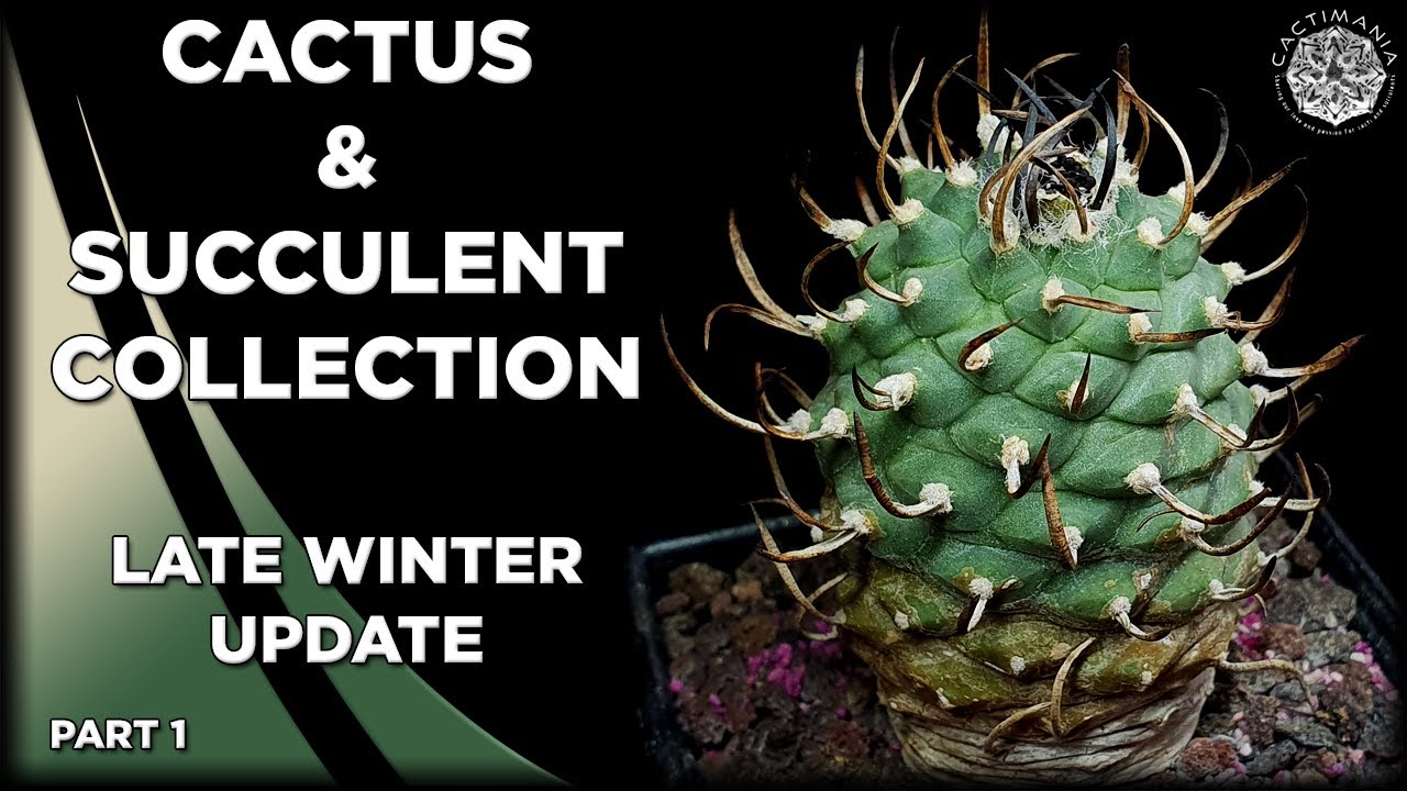 Cactus & Succulent Collection Tour Update Part 1 - February 2025 | #Cactus & #Succulent Collection