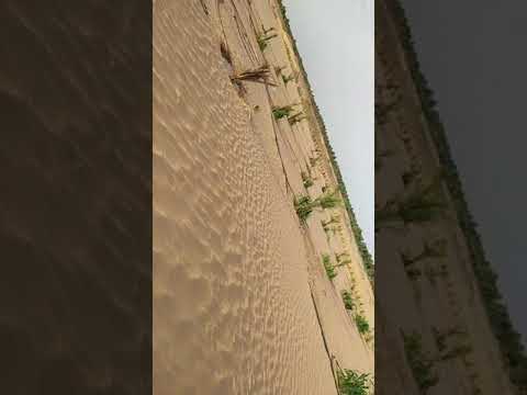 زراعة النخيل في الجنوب الجزائري الجزء التاني