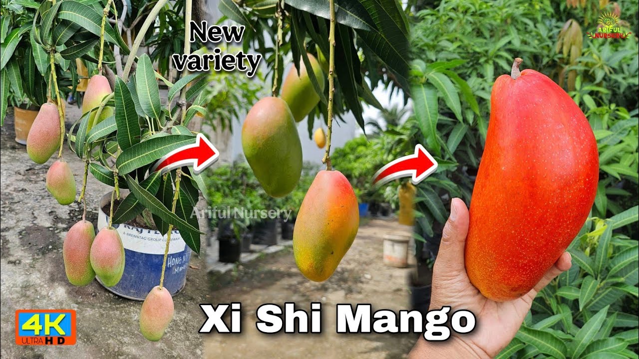 Xi Shi Mango Farming New Variety