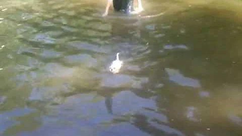 toto swiming at the lake