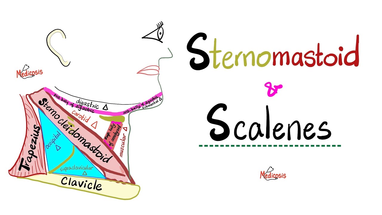 Грудино-ключично-сосцевидная мышца - Лестничные мышцы (передняя, ​​средняя, ​​задняя) - Мышцы шеи...