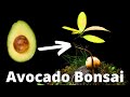 Growing an avocado bonsai from seed in timelapse 150 days