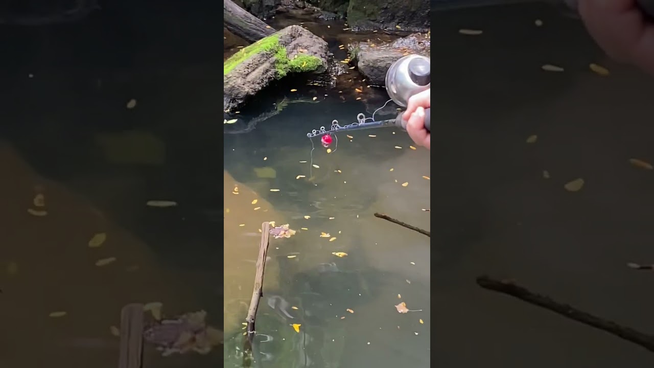 Catching chub minnows at the creek for the bait tank