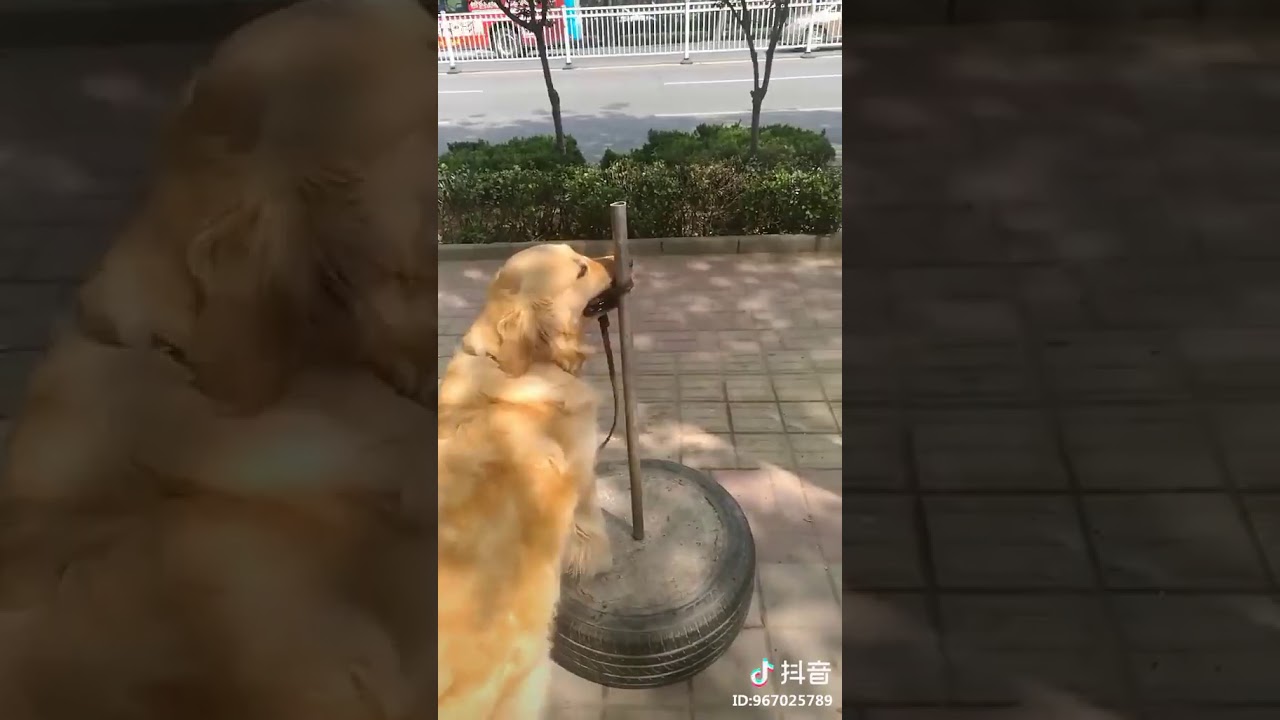 animal video Clever Dog find way to free