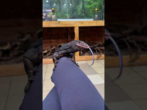 Полосатый варан Black Dragon #питомцы #животные #рептилии #вмиреживотных