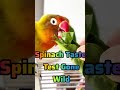 Spinach Taste Test Gone Wild 🥬🦜😂 #ASMR #ViralShorts #CutePets #BirdTok #Meme #Wholesome #cuteduck