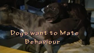 Dog mating behaviour. Animal mating. Dogs Meeting romantic play build up #matingseason