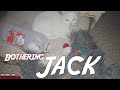 Bothering JACK