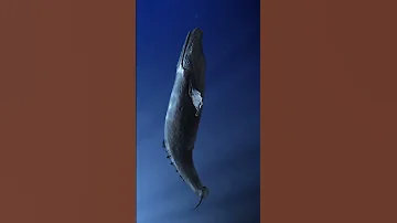 РАКИ-ЩЕЛКУНЫ | OCEAN