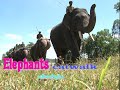 elephant walking style-marvelous