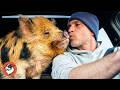 This Rescued Pig Has Absolutely No Respect For Personal Space