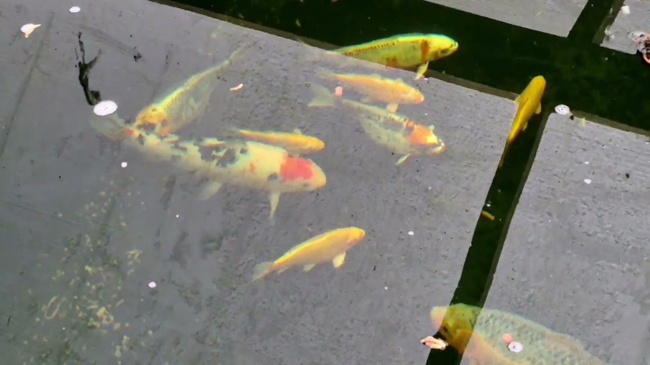 Пятничный пруд с карпами кои