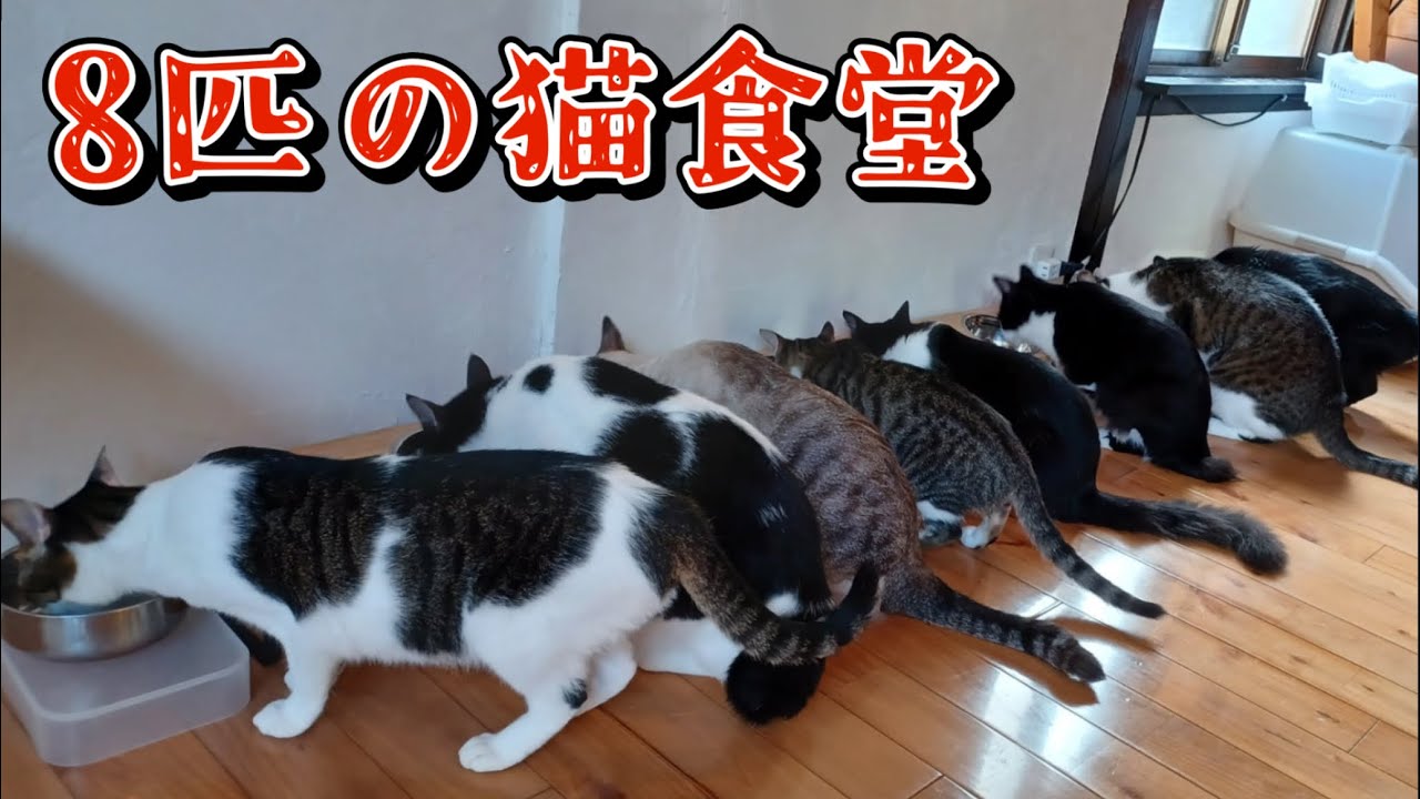 This is what happens when eight cats eat together. - YouTube