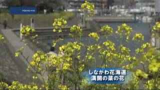しながわ花海道　満開の菜の花