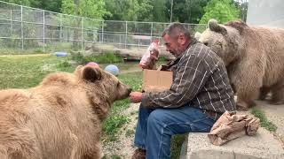 Jenny and Amy (syrian brown bears) helping Jim open donations!