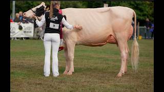 Baileys 2026  Annaghmore Rager KD Jackie -1st place Heifer in milk,Best Exhibitor Bred & Hon Mention
