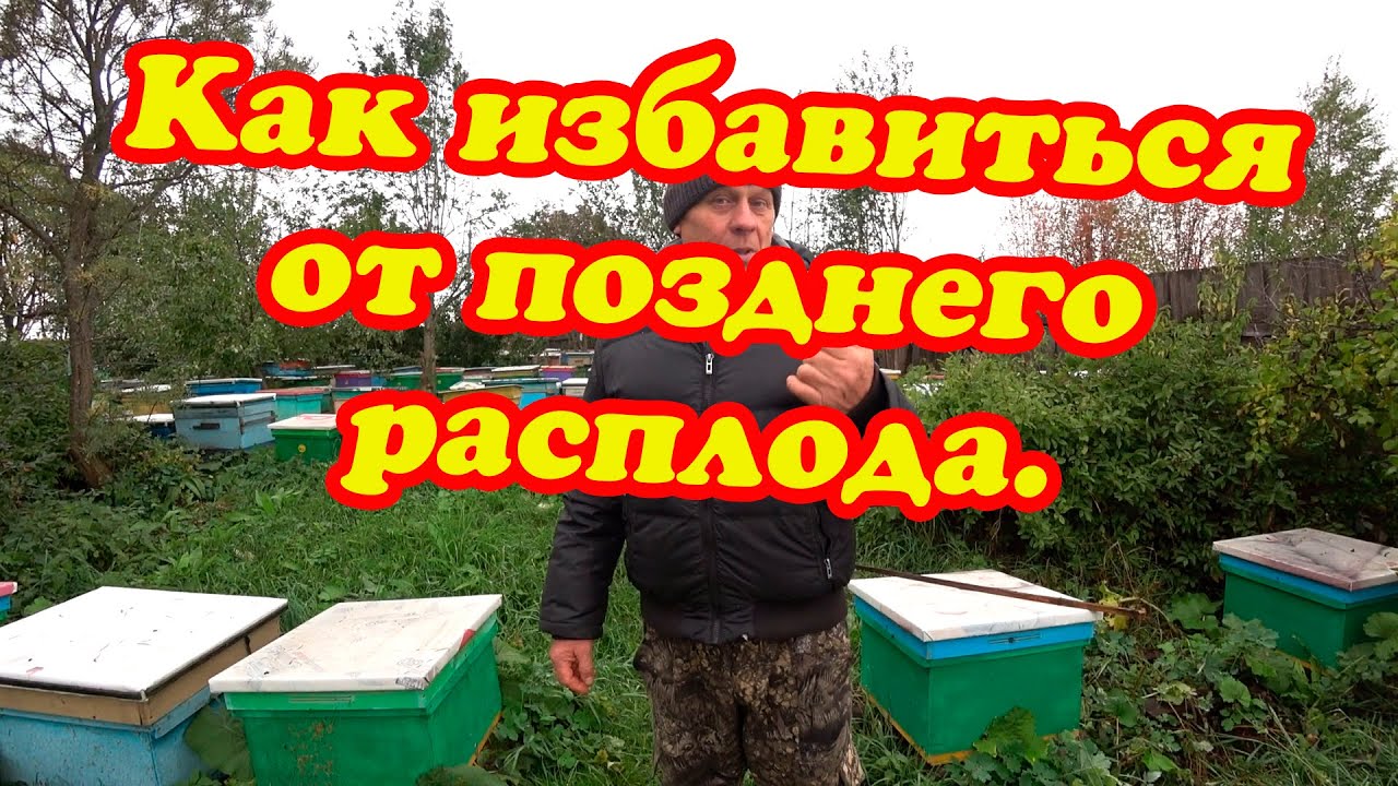 Пасека владимира рябухина. Пчеловодство для начинающих от а до я. Пасека Рябухина средний Урал. Том и его друзья пчеловод