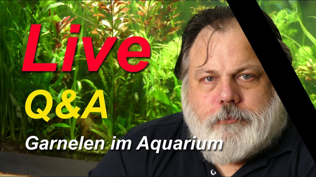 Livestream - Q&A - Garnelen im Aquarium -- Bin Ki, wir vermissen Dich