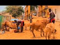 Ibou ndiaye eubeuli en mode jarga avec ses boeufs