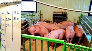 видео: САМОЕ ДЕШЕВОЕ КОРМЛЕНИЕ, это соевый шрот или макуха, пошла жара... картинка: САМОЕ ДЕШЕВОЕ КОРМЛЕНИЕ, это соевый шрот или макуха, пошла жара...