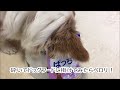 DHCぱっちりを愛犬がお試しした口コミ PR