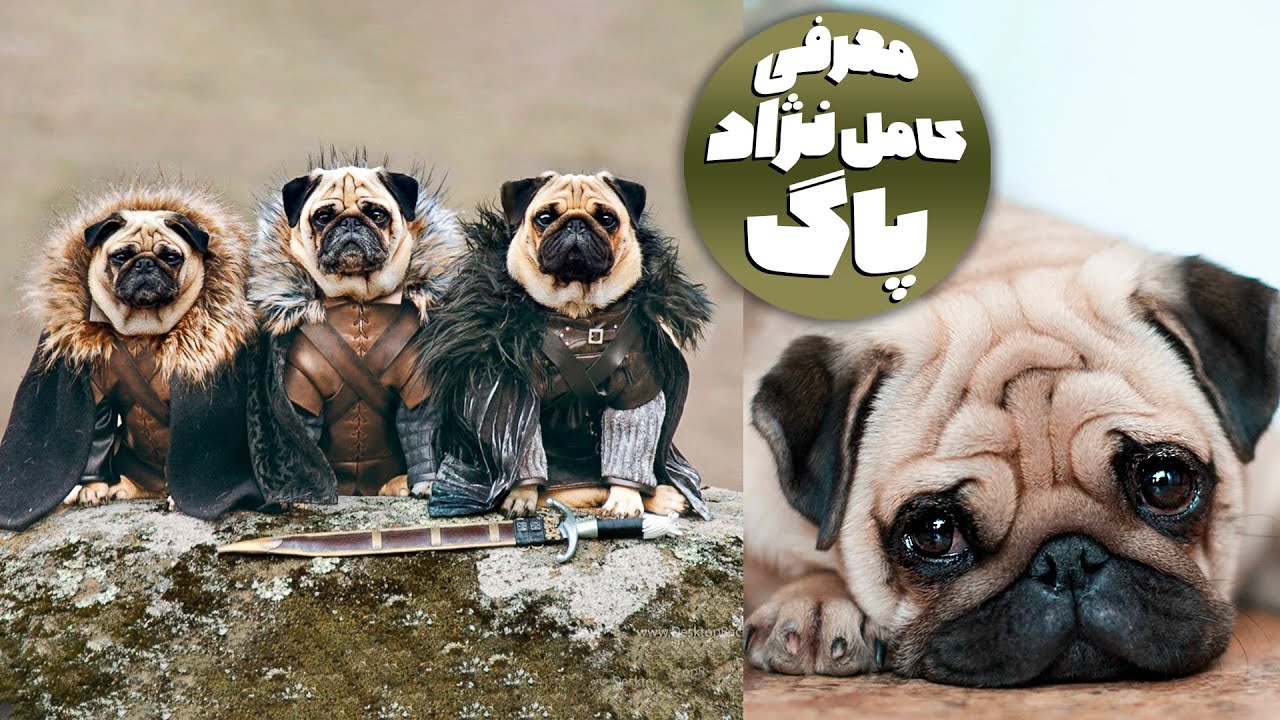 انواع نژاد سگ | معرفی نژاد پاگ | Pug