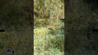 Painted Tracer Pellets FX IMPACT M3 Sniper Triggercam 2.1 #fxairguns #airgunhunting #fximpact