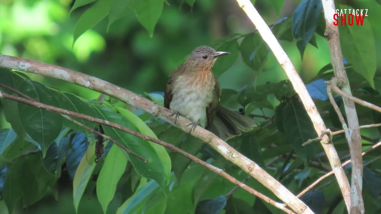 THE PHILIPPINE BULBUL (Hypsipetes philippinus)
