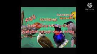 Anti ZONK!!!kombinasi suara pikat burung kolibri ribut