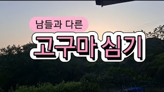 남들과 다른 고구마 심기|기록영상|작은농장/선재