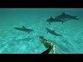 Swimming With The Spotted DOLPHIN of The Great Bahama Bank