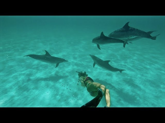 Swimming With The Spotted DOLPHIN of The Great Bahama Bank