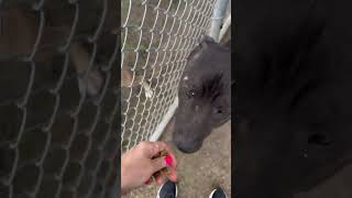 Lana A1875343 Greeting Sailor Moon Through The Fence