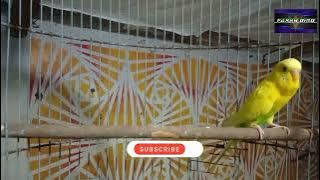 Parkit betina Gacorrr...