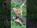 Capture de la vidéo Which Baby Fox Doesn't Belong