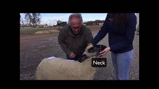 Sheep External Anatomy Part 1
