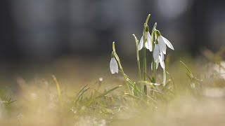 Heartmelting 💖 Music 🎹 of the Spring 🌱