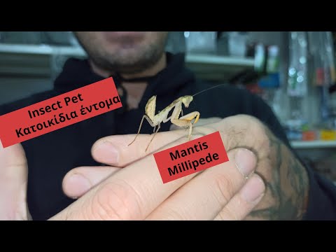 Insect Pets | Mantis & Millipede | Feeders Strs 63