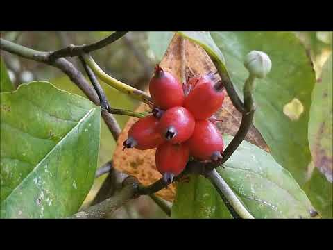 Video: Stādīšana sarkano zaru kizils - kā audzēt sarkano zaru kizilu kokus