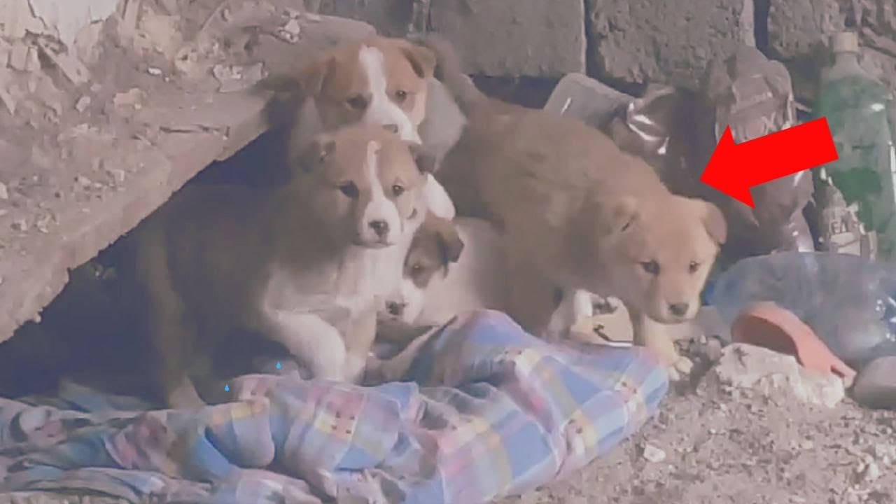 Found four abandoned puppies could have died under the ruins of the ...