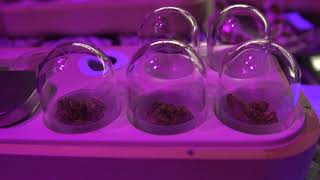 Amsterdam Coffeeshop Awards 2022 Recap Video